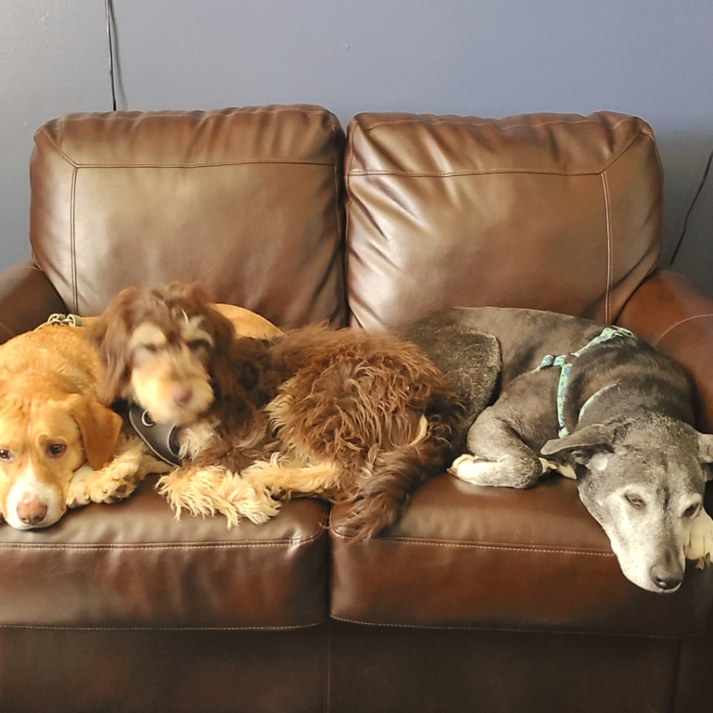 WE ARE A PET FRIENDLY HOME 🐶🐶🐱